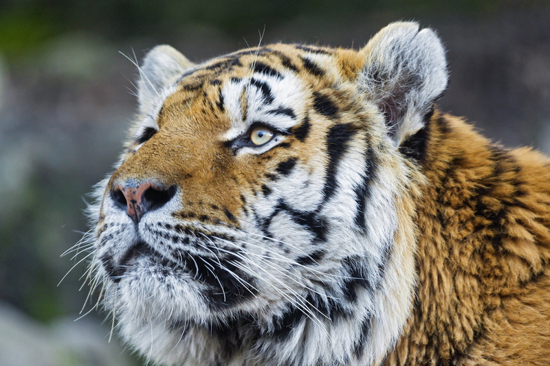 bengal Tiger, portrait, focus on foreground, feline, no People, color Image, animal Head, carnivore, face, large, animal Nose, big Cat, tiger, tropical Rainforest