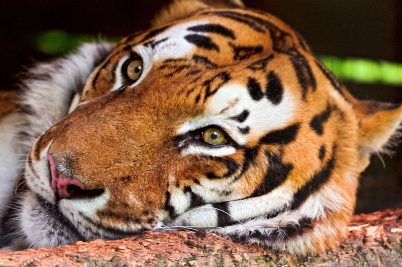 tropical Rainforest, big Cat, bengal Tiger, predator, staring, animals In The Wild, endangered Species, animal Eye, wildlife, color Image, animal body part