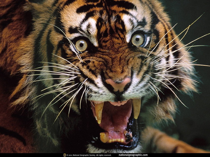 aggression, whisker, color Image, looking, snarling, animal Teeth, roaring, animal body part, animal wildlife, animal Head, endangered Species, carnivora