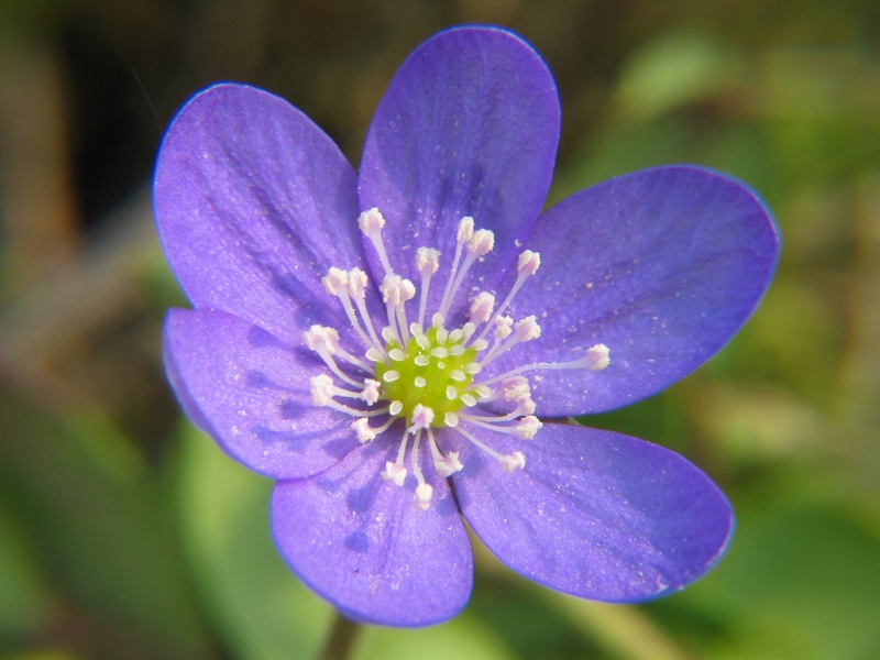 vulnerability, blue violas, plant, freshness, güldin leberkrut, black leaf herb, bloom, gulden clover, beautiful, gold dress, anemone, steiblueomli, forth flowers