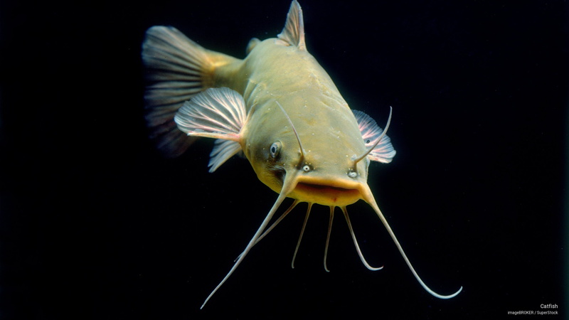catfish, Animals, 2K