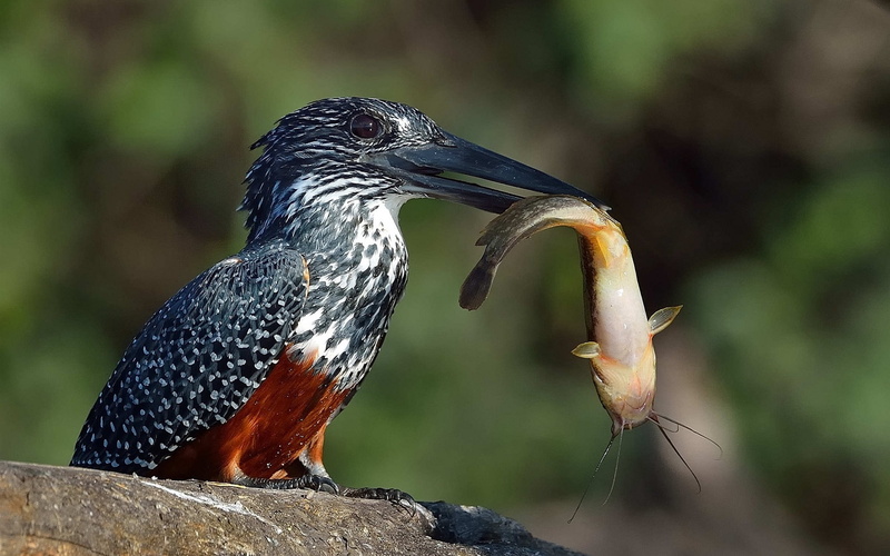 1080P, Fish, Kingfisher, Eared, Giant, Catfish