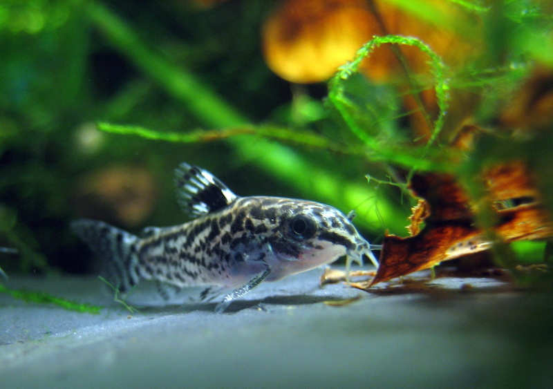 wildlife, sea, no people, fish, pauciradiatus, vertebrate, fish Tank, stains, dwarf corydoras, underwater, animal themes, animal wildlife, reptile, charming