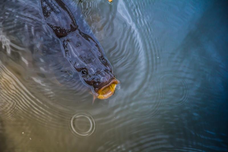 body, swim, swimming, high angle view, animal, liquid, marine, lake, symbol, black, deep, animal themes, life, outdoors, rippled, day, one animal, motion