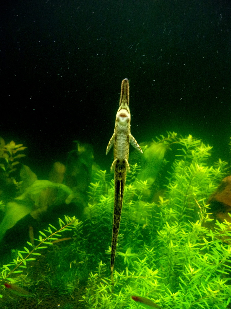 tank, 1080P, no people, hobby, animal wildlife, twig, vertebrate, green color, color, underwater, tropical, nature, swimming, aquarium, marine, small