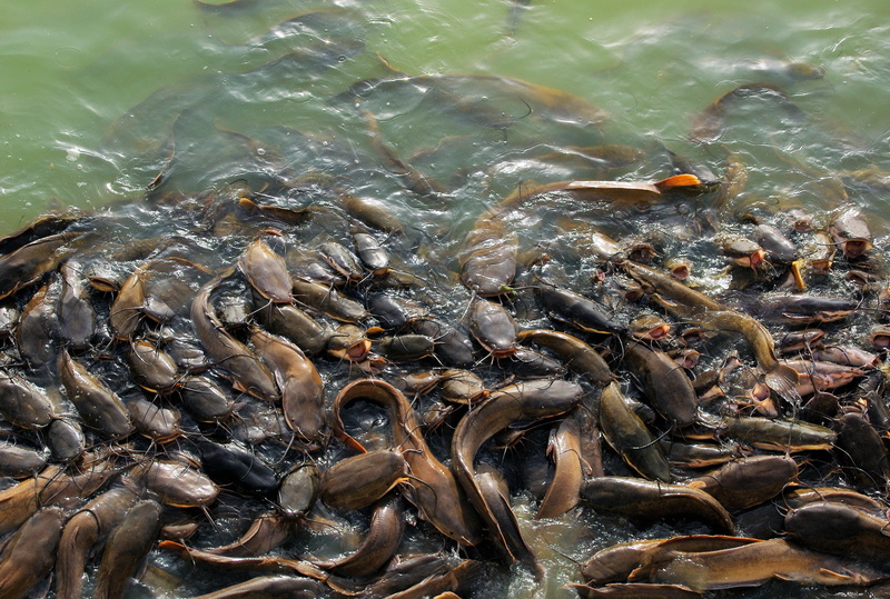 2K, fishing, animals in the wild, high angle view, school, vertebrate, india, lake, large group of animals, water, marine, fish, animal wildlife, sea life