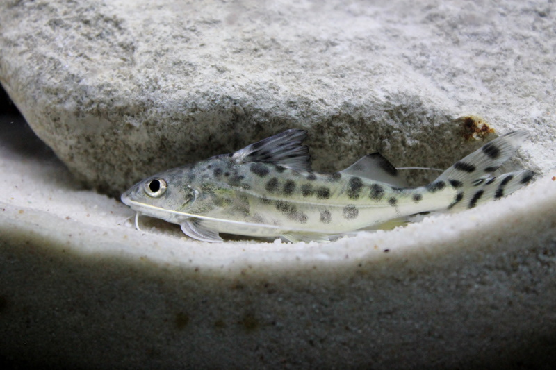 vertebrate, water, one animal, day, animal body part, marine, no people, nature, animal scale, 5K, catfish, underwater, pictus, sand, animal themes, animal