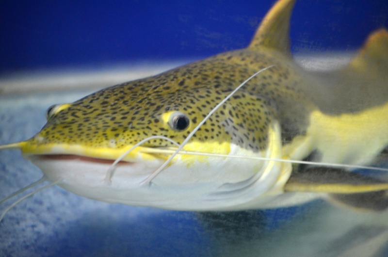 undersea, animals, water, animals in the wild, animal head, one animal, animal eye, marine, whiskers, catfish, look, spotted fish, animal mouth, swimming