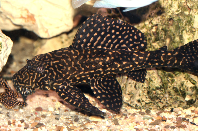 cichlid, animals in captivity, freshwater fish, sea, color, underwater, tanganyika, cichlids, day, vertebrate, malawi, glyptoperichthys, no people, swimming