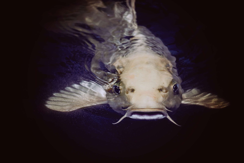 animal head, vertebrate, animal eye, animal wildlife, animal themes, animals in the wild, catfish, swimming, marine, saltwater fish, animal, indoors, water