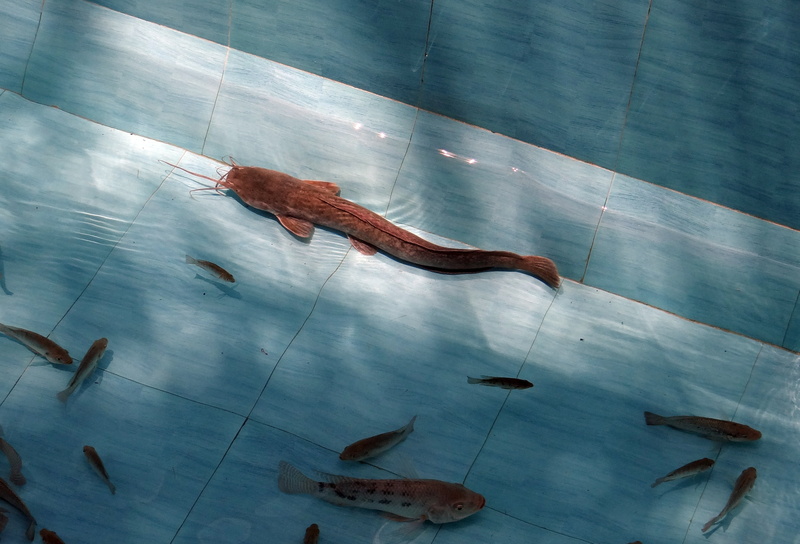vertebrate, catfish, flooring, pond, freshwater, animal, hobby, magur, india, day, fauna, reptile, representation, animal wildlife, no people, animal themes