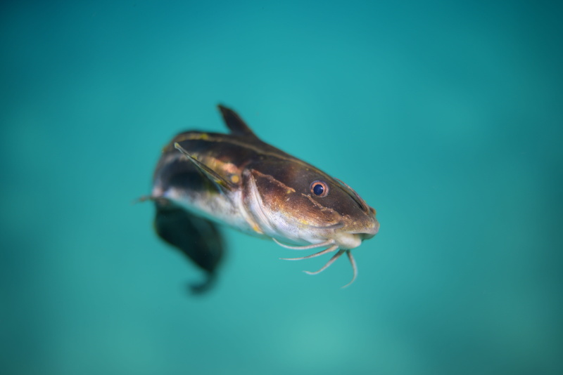wildlife, blue, fish, underwater, travel, no people, 5K, manly, close-up, undersea, animal, sea life, colored background, tropical, animals in the wild