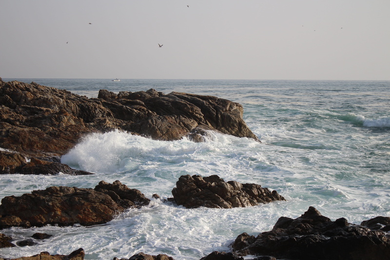 motion, sport, Waves, land, surfing, Catfish, beauty in nature, outdoors, breaking, horizon, wave, nature, water, Sea, animals in the wild, splashing, hitting