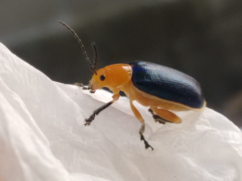 full length, animal antenna, invertebrate, Catfish, bird, 2K, no people, animal eye, Insect, animal themes, animal, Nature, beetle, one animal, outdoors