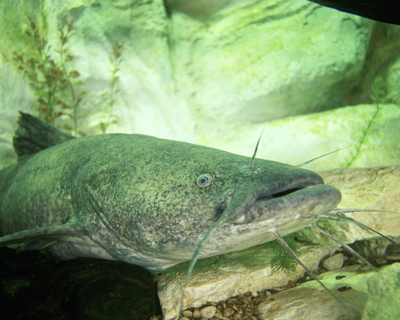 nature, sea, animals in captivity, trout, 2K, animals in the wild, Pylodictis olivaris, sea Life, green color, no people, olivaris, photo, Flathead Catfish