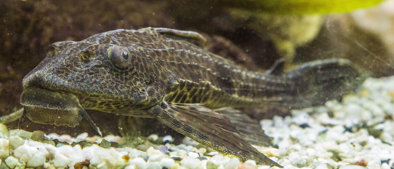 animal, animal body part, signs catfish, animal wildlife, vertebrate, animals in the wild, animal scale, lizard, underwater, nature, close-up, wels, environment