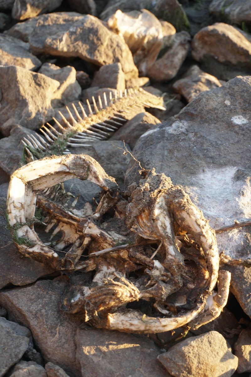 land, close-up, rock, fish, trees, freshness, no people, bone, lake, day, food and drink, food, seafood, sunlight, animal, animal skeleton, fishing, water