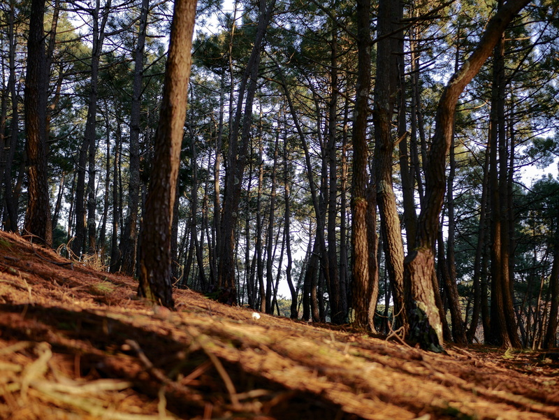 outdoors, forest, low angle view, sun, sunlight, trunk, woodland, day, scenics - nature, 4K, lège-cap-ferret, trees, field, autumn, no people, land, beauty in nature