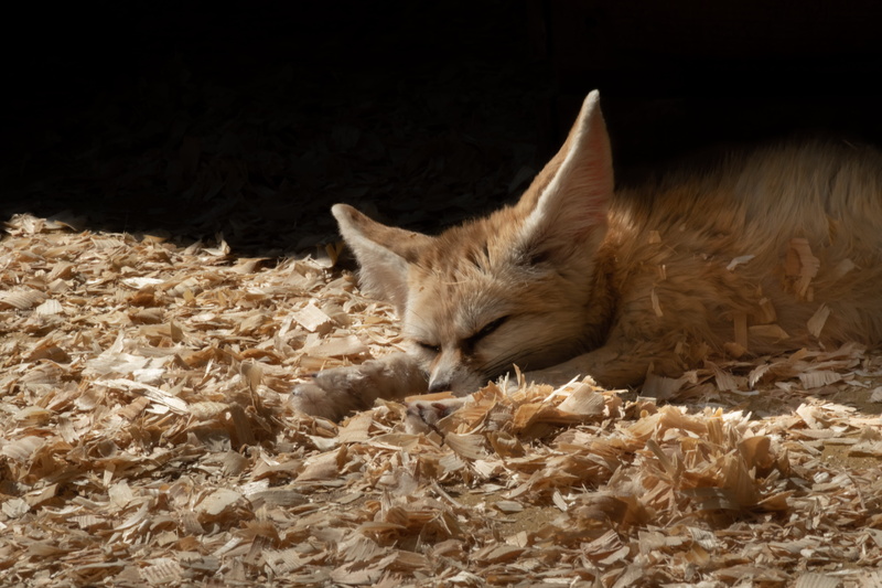 land, vertebrate, kit fox, no people, animal, vulpes zerda, plant part, close, france, zoo arcachon basin, coyote, pets, indoors, whisker, mammal, reptile