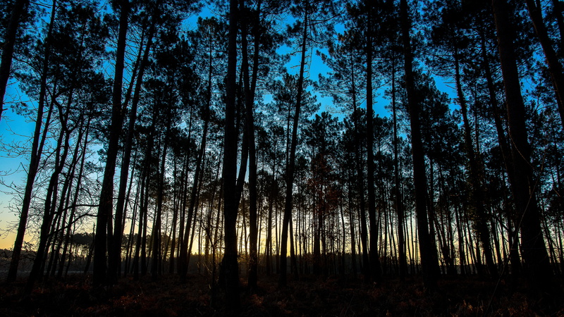 nature, silhouette, Basin, land, scenics - nature, arcachon basin, 5K, plant, scenics, Sunset, outdoors, idyllic, woodland, branch, beauty In Nature, growth