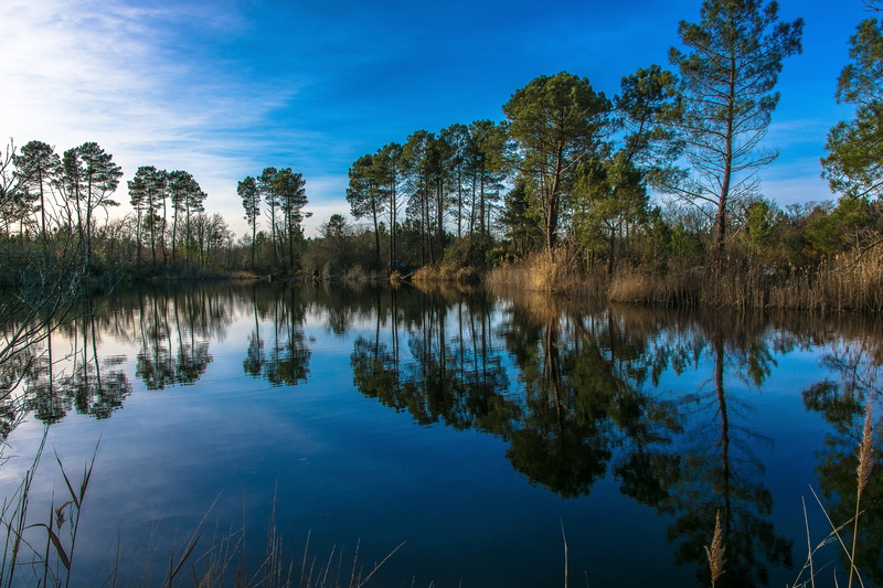 tranquil scene, non-urban scene, sky, nature, arcachon basin, blue, tree, day, 5K, tranquility, scenics - nature, idyllic, growth, plant, sunset, forest