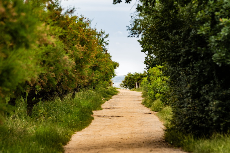 outdoors, green color, plant, scenics - nature, nature, no people, land, tree, diminishing perspective, grass, growth, basin of arcachon, non-urban scene