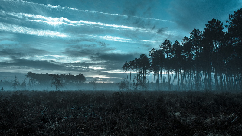 basin of arcachon, sea, vegetation, silhouette, sky, no people, arcachon basin, new aquitaine, tree, cloud - sky, evening, beach, fogs, land, environment