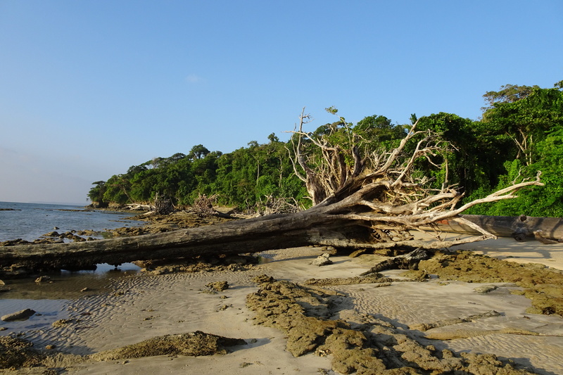 tropical, day, growth, holiday, dried, tranquil scene, sea, non-urban scene, water, travel, uprooted, foliage, coastal, coast, andaman, vegetation, nature
