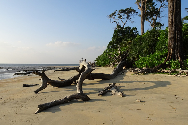 vacation, ocean, india, wood, 4K, wandoor, andaman, sky, foliage, tranquility, horizon, tranquil scene, horizon over water, seascape, log, water, nature