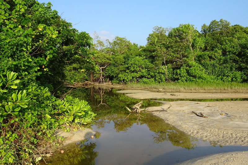 non-urban scene, tropical, wandoor, andaman, ocean, beauty in nature, sea, foliage, sky, lake, island, water, travel, plant, littoral, tranquil scene, holiday