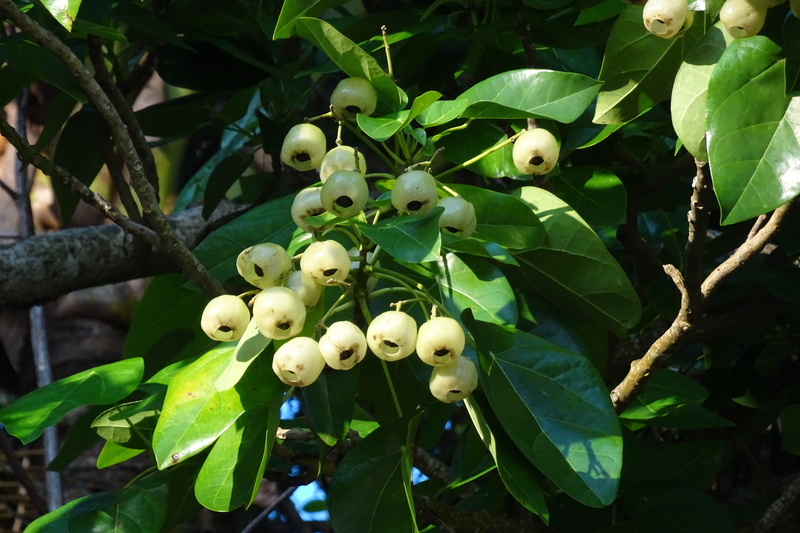 food and drink, close-up, tree, 4K, growth, shore, day, branch, hernandia nymphaeifolia, flora, india, coastal, havelock island, healthy eating, hernandia peltata