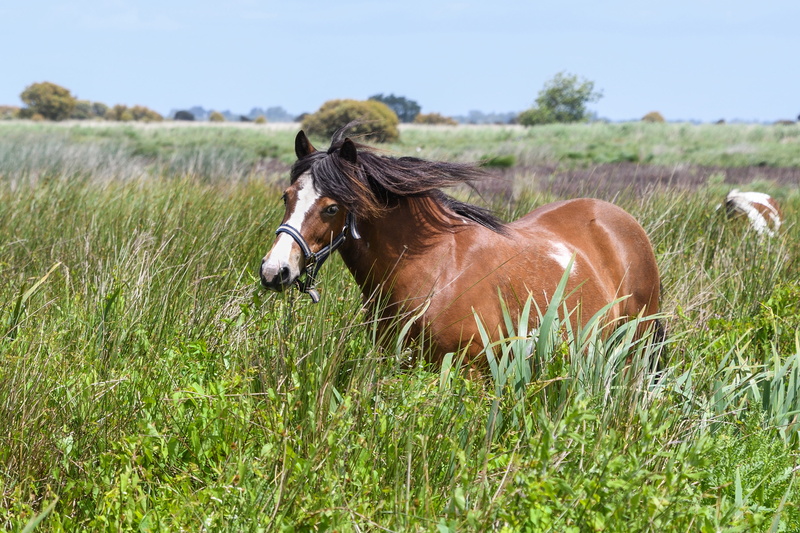 horse, pets, outdoors, domestic animals, land, Brière, Pony, one animal, 4K, grass, animal wildlife, herbivorous, vertebrate, nature, animal themes, no people