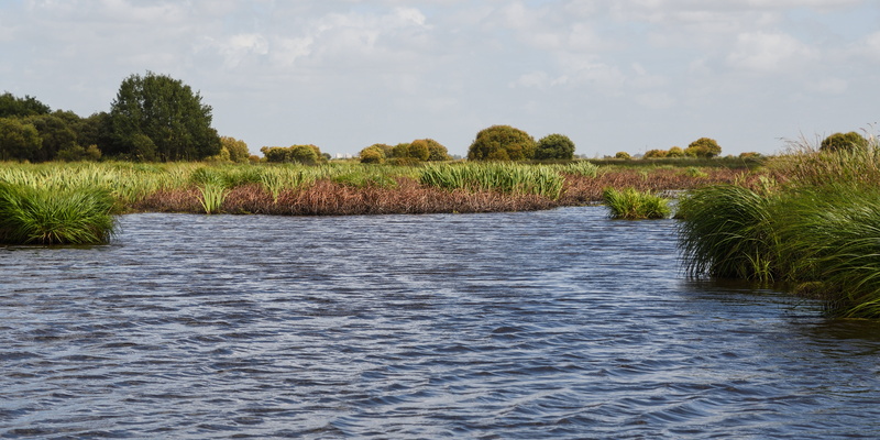 nature, beauty in nature, plant, animal wildlife, sky, tranquility, day, water, tree, 5K, scenics - nature, grass, river, brière, outdoors, no people