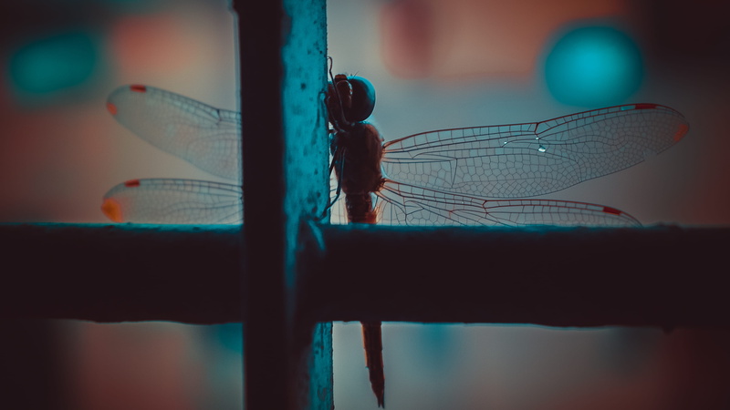 insectsofunsplash, invertebrate, india, adobe, animal wing, animal wildlife, d3300, animal body part, dragonflies, 4K, nature, nikon, macro, day, insect