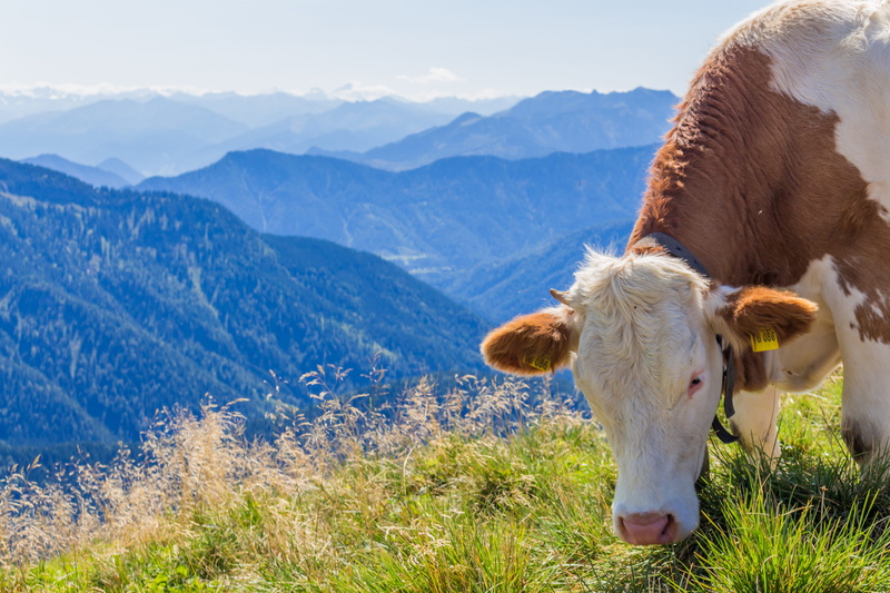 animal, dairy cow, landscape, nature, no people, countryside, outdoors, mountain, cow, vertebrate, herbivorous, fleckvieh, brown, mountain range, hill