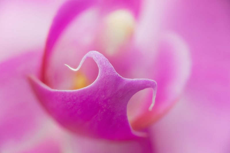 5K, pink Color, orchids, up, flower, photo, Orchid, Zerene, flower petal, flowers, petal, Stacker, floral, Colorado, macro, closed, Denver Botanic Gardens