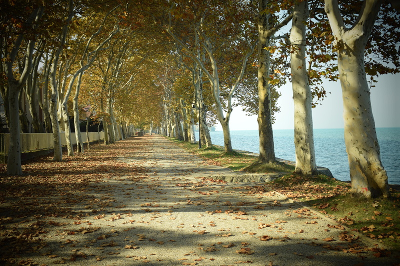 plant, quiet, treelined, no people, wood, in a row, autumn, footpath, change, tranquility, avenue, landscape, direction, 5K, lake balaton, outdoors, the way forward