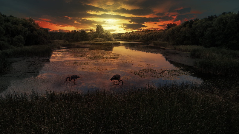 no people, light, colorful, color, europe, animals in the wild, nature, cloud - sky, lake, group of animals, landscape, balaton, animal themes, vertebrate
