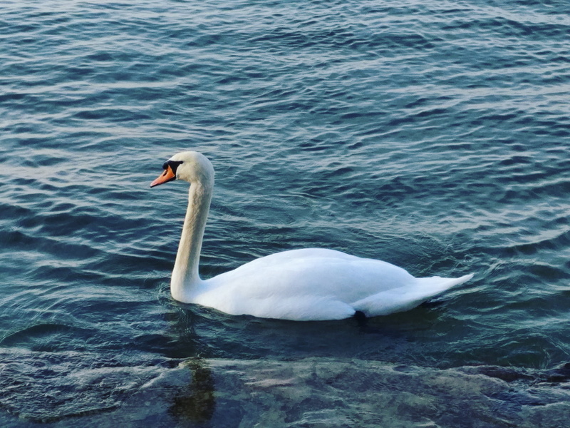 day, one animal, swimming, cygnet, nature, white color, animals in the wild, water bird, lake, animal, animal wildlife, mute swan, animal neck, 4K, animal themes