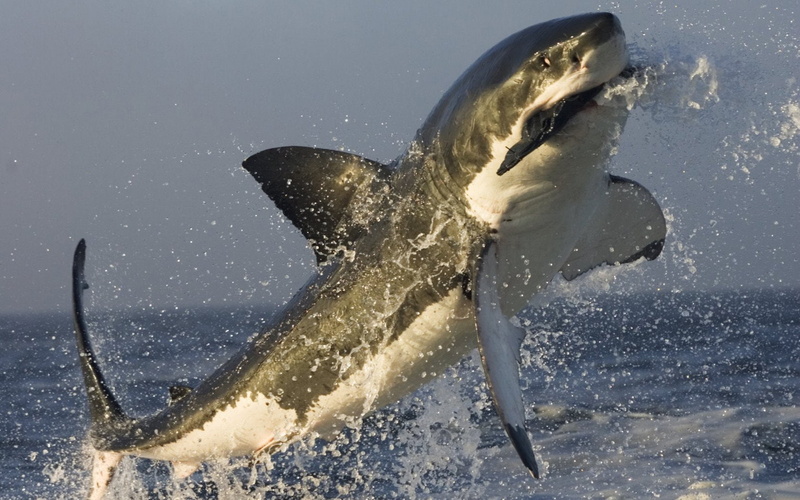 ocean, tagme, wild, shark, attack, 720P
