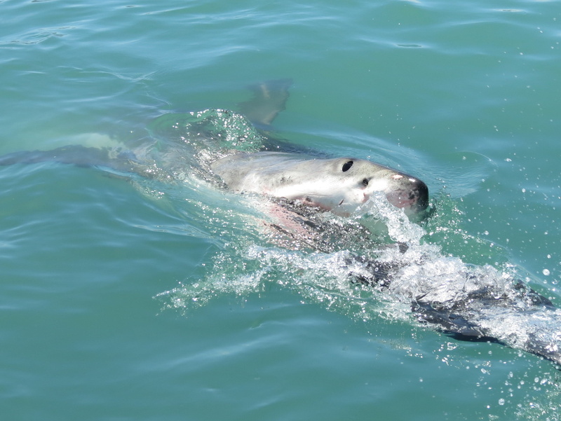 animal head, mammal, underwater, water, seal - animal, fish, ocean, aquatic mammal, animal wildlife, day, sea life, predator, shark, waterfront, animals in the wild