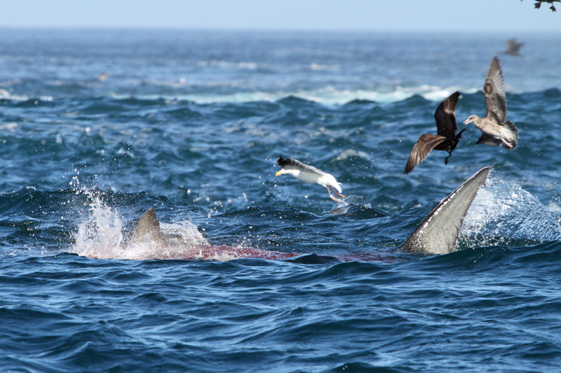 great, water, Great White Shark, 5K, great  white  shark, Mexico, attack, wildlife, birds, white, sea, Sea Lion, bird, lion, whale, shark, photography