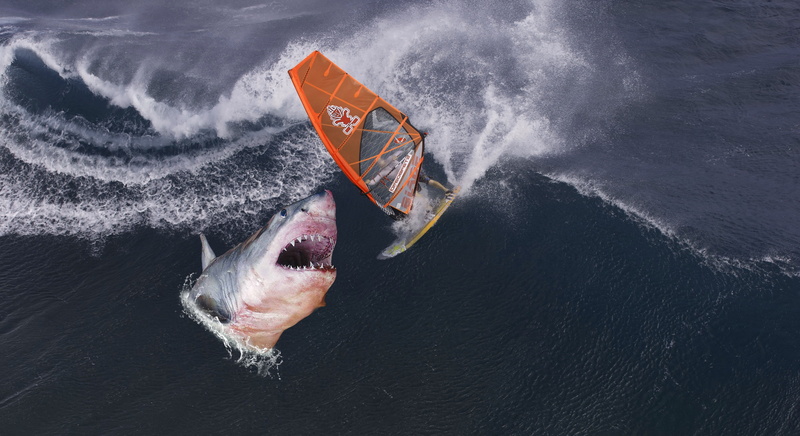 sport, water, 4K, communication, windsurfer, one animal, man, ocean, sign, wave, shark, surfing, surf, nature, people, outdoors, motion, transportation