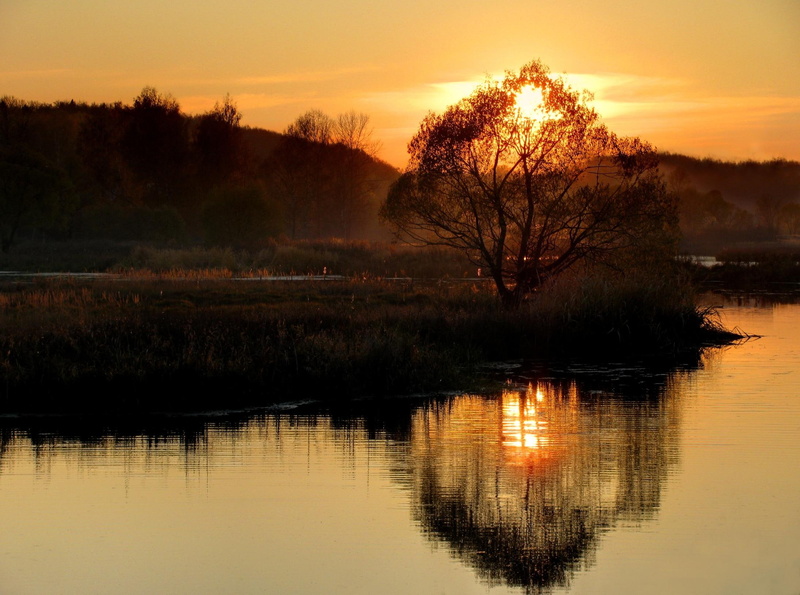 tree, sun, sets, reflection, nature and landscapes, 1080P, sunet, lake, green, golden, trees