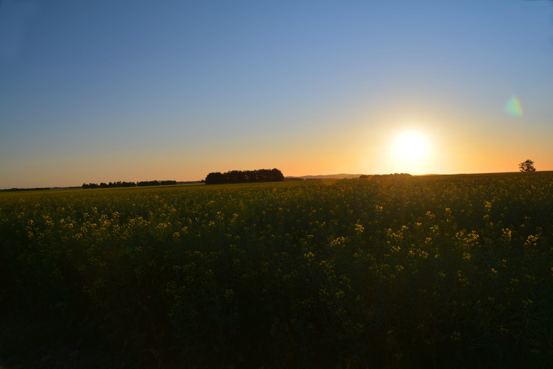 bright, silhouette, beauty in nature, blue, trees, tranquility, lens, crop, green, nature, rural scene, no people, paddock, sky, waubra, land, clear sky