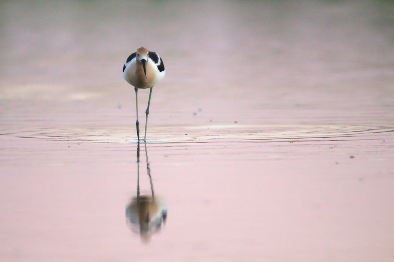 gray, riparian preserve at water ranch, animals in the wild, avocet, waterfowl, beach, wild, united states, day, water, pink, no people, wet, outdoors