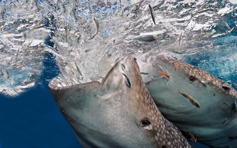 sea, water, mouth, carnivore, two, sea Life, scuba Diving, animal wildlife, mammal, vertebrate, predatory, outdoors, creatures, underwater, blue, animal themes