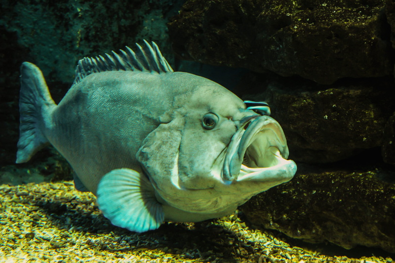 solid, scale, rock, Animal, close-up, swimming, mouth, opening, nature, undersea, underwater, meeresbewohner, animal wildlife, predatory fish, marine, Fish