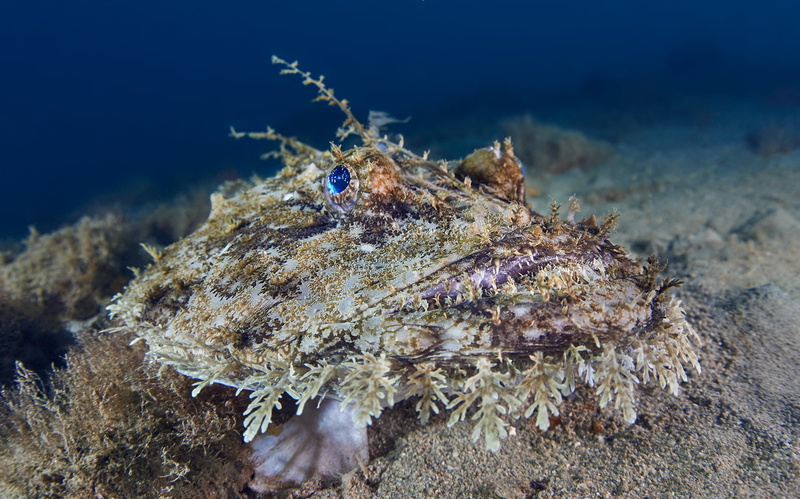 animal, poisonous, nature, marine, underwater, coral, fish, undersea, no people, animals in the wild, ecosystem, predatory fish, reef, one animal, sea