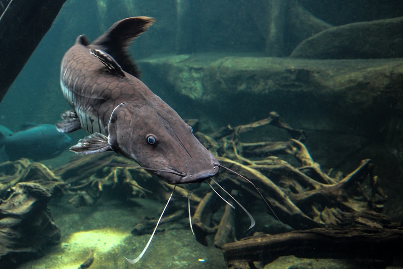 water, marine, mammal, no people, swimming, predatory fish, aquarium, undersea, sea life, underwater, 2K, animal themes, animal wildlife, sea, beluga